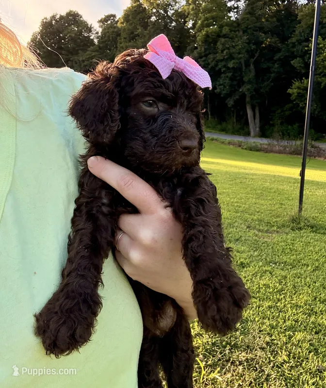 Pinky aka Pink collar – Poodle - Standard  puppy for sale in Corydon, IN