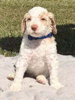 Navy aka Navy Collar Girl, a male Poodle - Standard  for sale in Corydon, IN – 3 of 9
