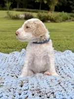 Navy aka Navy Collar Girl, a male Poodle - Standard  for sale in Corydon, IN – 6 of 9