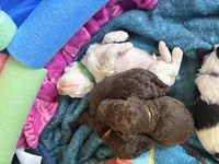 Goldie aka Gold collar, a female Poodle - Standard  for sale in Corydon, IN – 2 of 6