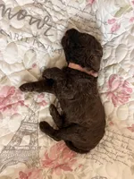 Pinky aka Pink collar, a female Poodle - Standard  for sale in Corydon, IN – 2 of 5