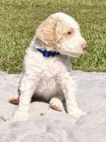 Navy aka Navy Collar Girl, a male Poodle - Standard  for sale in Corydon, IN – 4 of 9