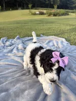 Violet aka Purple collar Girl, a female Poodle - Standard  for sale in Corydon, IN – 8 of 10