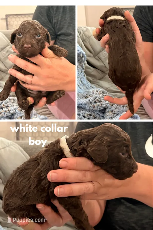 Hershey aka white collar – Poodle - Standard  puppy for sale in Corydon, IN