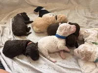 Navy aka Navy collar, a male Poodle - Standard  for sale in Corydon, IN – 3 of 6