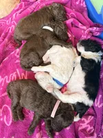 Curly aka Lime Collar, a male Poodle - Standard  for sale in Corydon, IN – 2 of 5