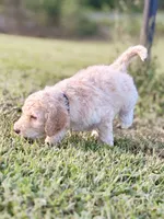 Big Boy aka Black collar male, a male Poodle - Standard  for sale in Corydon, IN – 5 of 7