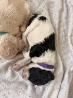 Violet aka Purple collar, a female Poodle - Standard  for sale in Corydon, IN – 4 of 7
