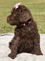 Pinky aka Pink collar Girl, a female Poodle - Standard  for sale in Corydon, IN – 8 of 10