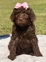 Pinky aka Pink collar Girl, a female Poodle - Standard  for sale in Corydon, IN – 7 of 10
