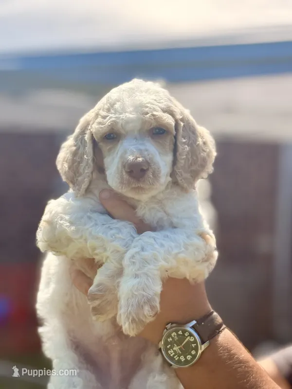 Navy aka Navy Collar boy – Poodle - Standard  puppy for sale in Corydon, IN