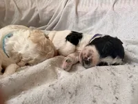 Violet aka Purple collar, a female Poodle - Standard  for sale in Corydon, IN – 2 of 7