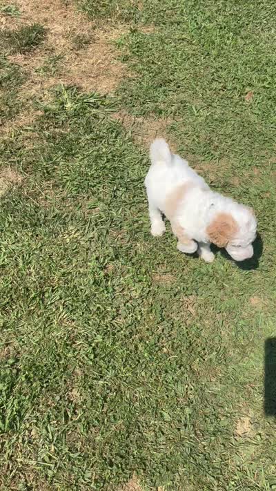 Green man aka Green collar Male , a male Poodle - Standard  for sale in Corydon, IN – 2 of 6