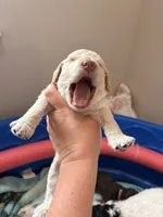 Black collar male, a male Poodle - Standard  for sale in Corydon, IN – 3 of 5