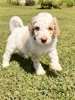 Green man aka Green collar Male , a male Poodle - Standard  for sale in Corydon, IN – 4 of 6