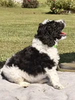 Curly aka Lime Collar Girl, a male Poodle - Standard  for sale in Corydon, IN – 3 of 9