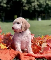 Big Boy aka Black collar male, a male Poodle - Standard  for sale in Corydon, IN – 2 of 7