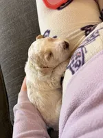 Bluey aka Blue Collar Male, a male Poodle - Standard  for sale in Corydon, IN – 2 of 6