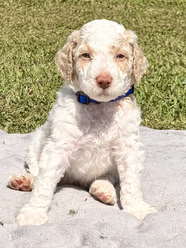Navy aka Navy Collar Girl – Poodle - Standard  puppy for sale in Corydon, IN