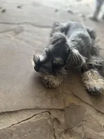 Meep, a male Miniature Schnauzer for sale in San Antonio, TX – Photo 6 of 10