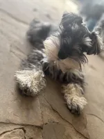 Meep, a male Miniature Schnauzer for sale in San Antonio, TX – Photo 5 of 10