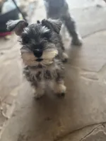 Meep, a male Miniature Schnauzer for sale in San Antonio, TX – Photo 2 of 10