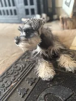 Meep, a male Miniature Schnauzer for sale in San Antonio, TX – Photo 7 of 10