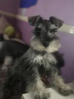 Meep, a male Miniature Schnauzer for sale in San Antonio, TX – Photo 4 of 10