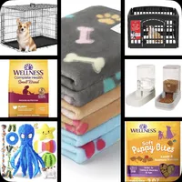 Meep, a male Miniature Schnauzer for sale in San Antonio, TX – Photo 9 of 10