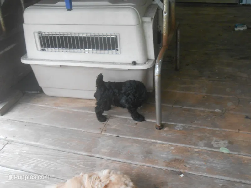 Benny – Cockapoo puppy for sale in Lawrenceburg, KY