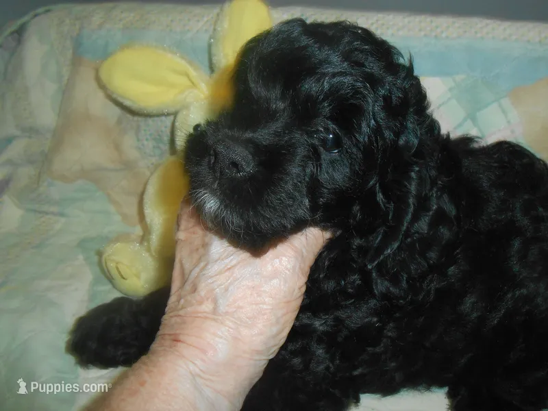 Benny – Cockapoo puppy for sale in Lawrenceburg, KY