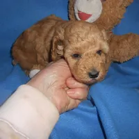 Moseshold, a male Poodle - Toy  for sale in Lawrenceburg, KY – 3 of 3
