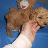 Moseshold, a male Poodle - Toy  for sale in Lawrenceburg, KY – 2 of 3