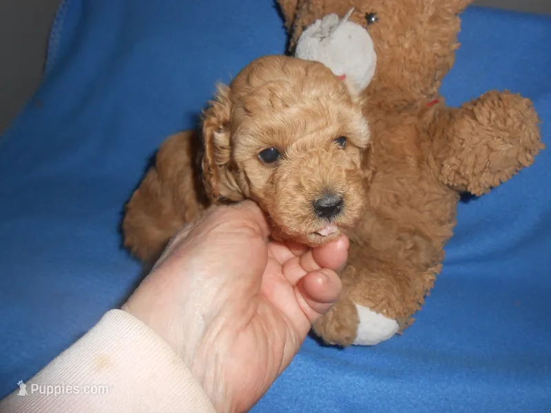 Moseshold – Poodle - Toy  puppy for sale in Lawrenceburg, KY