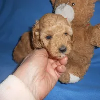 Moseshold, a male Poodle - Toy  for sale in Lawrenceburg, KY – 1 of 3