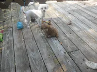 Frankie, a male Poodle - Miniature  for sale in Lawrenceburg, KY – 3 of 9