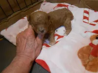 Frankie, a male Poodle - Miniature  for sale in Lawrenceburg, KY – 1 of 2