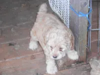 Benjie hold, a male Cockapoo for sale in Lawrenceburg, KY – 2 of 3