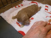 Frankie, a male Poodle - Miniature  for sale in Lawrenceburg, KY – 2 of 2
