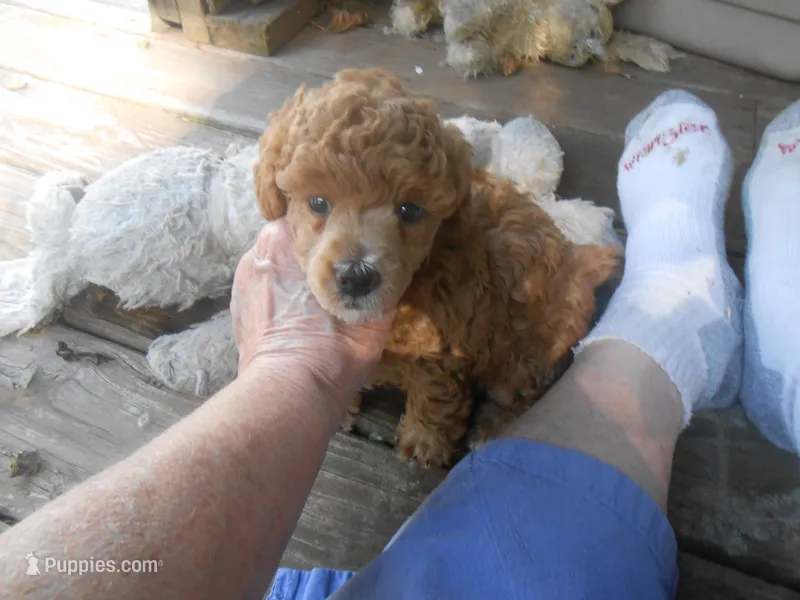 Frankie – Poodle - Miniature  puppy for sale in Lawrenceburg, KY