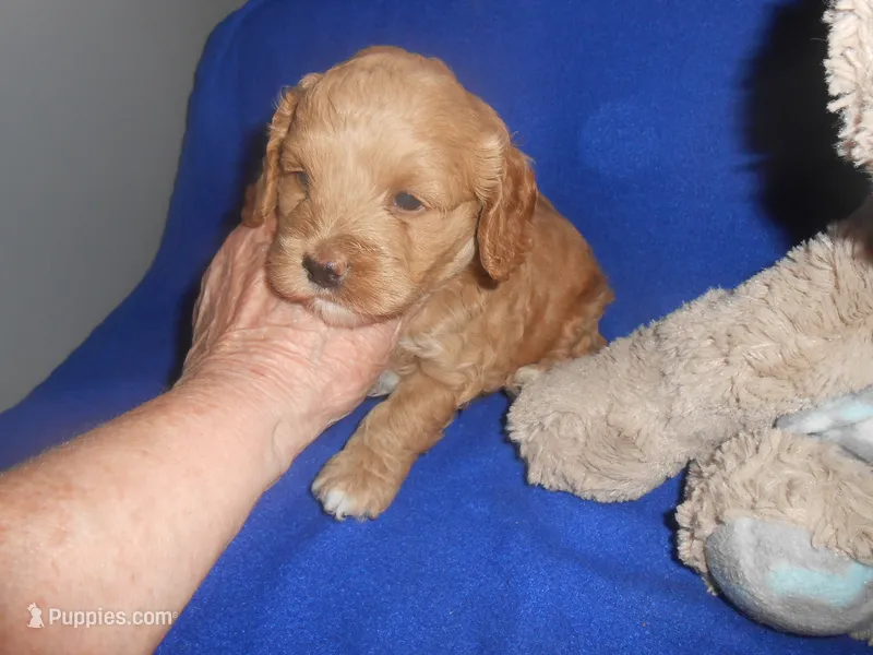 Barnie – Cockapoo puppy for sale in Lawrenceburg, KY