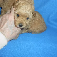 Poseyhold, a female Poodle - Toy  for sale in Lawrenceburg, KY – 2 of 2