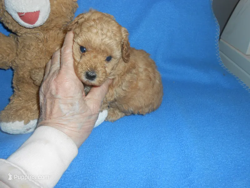 Poseyhold – Poodle - Toy  puppy for sale in Lawrenceburg, KY
