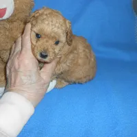 Poseyhold, a female Poodle - Toy  for sale in Lawrenceburg, KY – 1 of 2