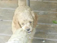 Benjie hold, a male Cockapoo for sale in Lawrenceburg, KY – 3 of 3