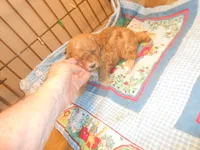 Frankie, a male Poodle - Miniature  for sale in Lawrenceburg, KY – 7 of 9
