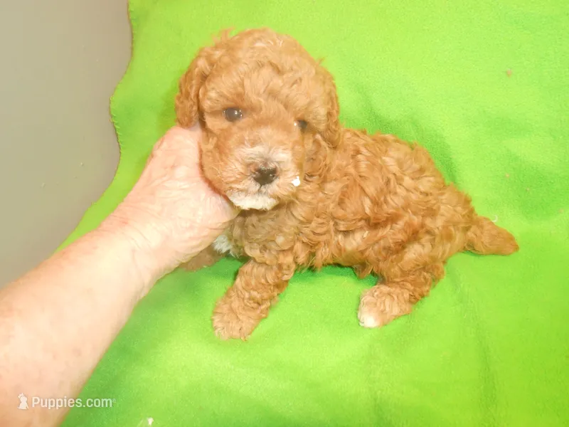 Frankie – Poodle - Miniature  puppy for sale in Lawrenceburg, KY