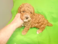 Frankie, a male Poodle - Miniature  for sale in Lawrenceburg, KY – 6 of 9
