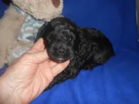 Benny, a male Cockapoo for sale in Lawrenceburg, KY – 1 of 1