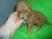 Frankie, a male Poodle - Miniature  for sale in Lawrenceburg, KY – 4 of 9